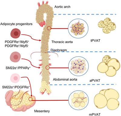 Regional Heterogeneity of Perivascular Adipose Tissue: Morphology, Origin, and Secretome